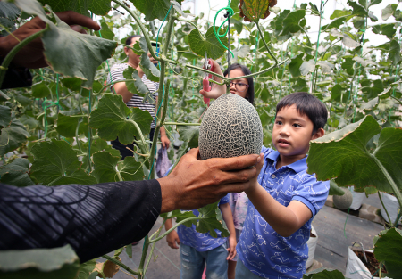 WISATA AGRO PETIK BUAH MELON DI TANGERANG
