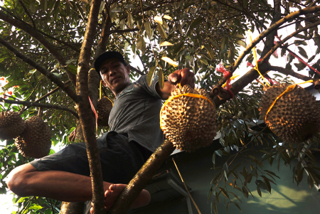 DURIAN LOKAL WONOSALAM JOMBANG