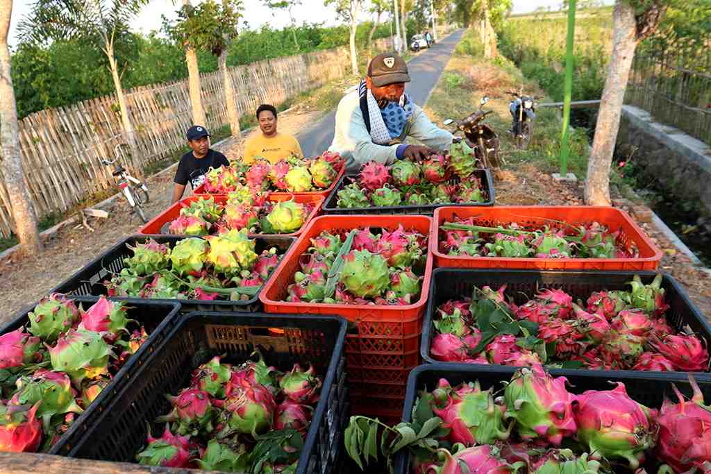 PANEN BUAH NAGA DI MUSIM KEMARAU