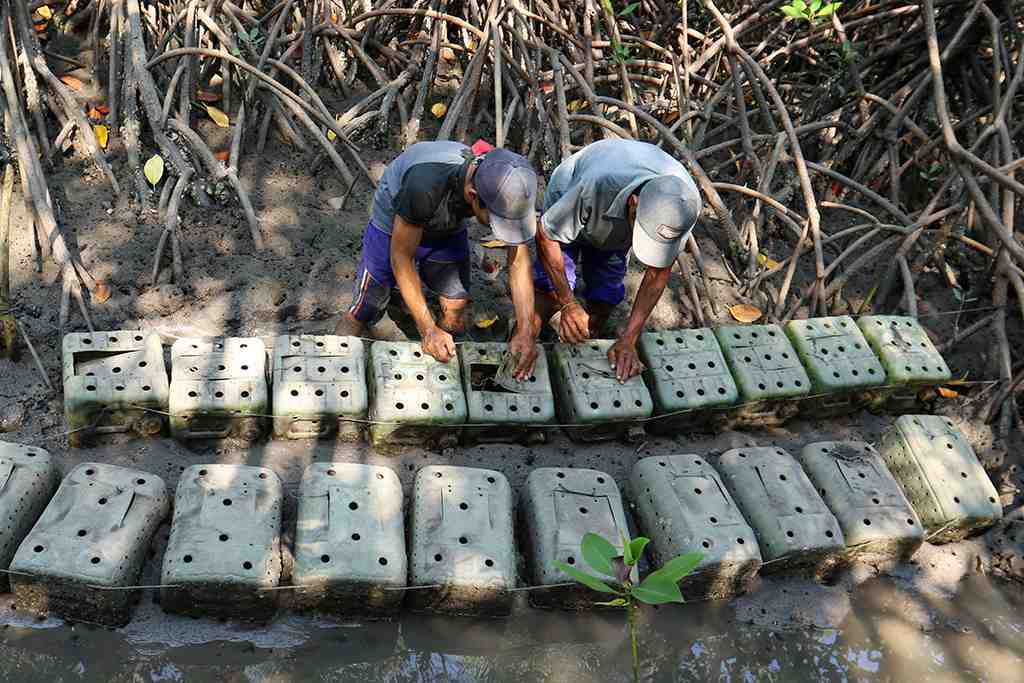 BUDI DAYA KEPITING BAKAU
