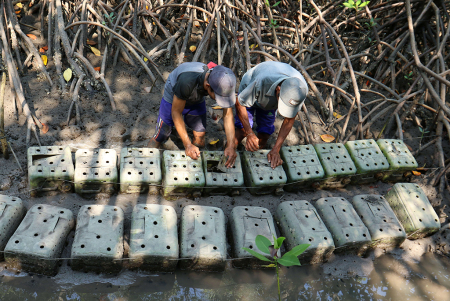 BUDI DAYA KEPITING BAKAU