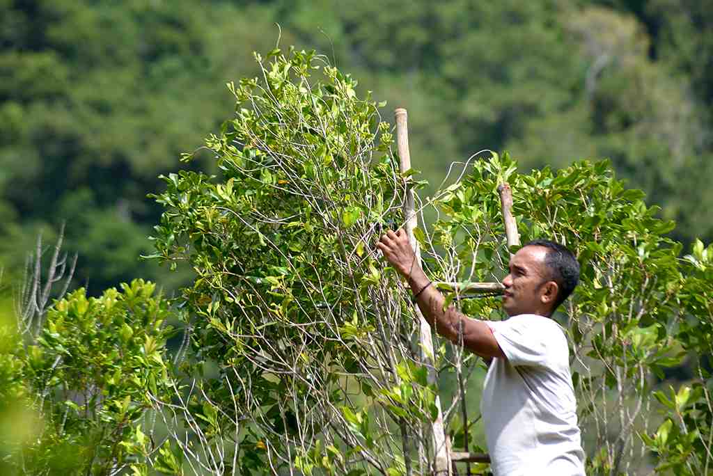 PANEN PERDANA CENGKIH DI ACEH BESAR