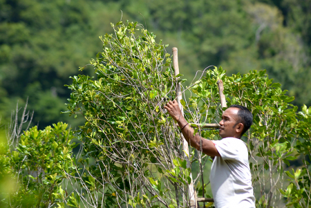 PANEN PERDANA CENGKIH DI ACEH BESAR