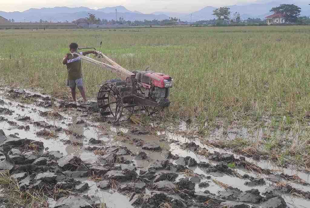 BANTU MEMBAJAK SAWAH