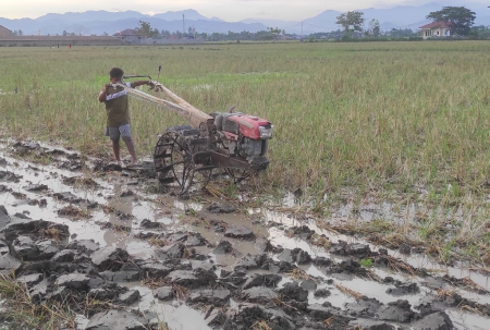 BANTU MEMBAJAK SAWAH