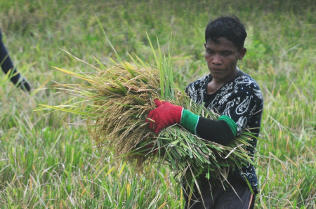 ANGKAT JERAMI PADI