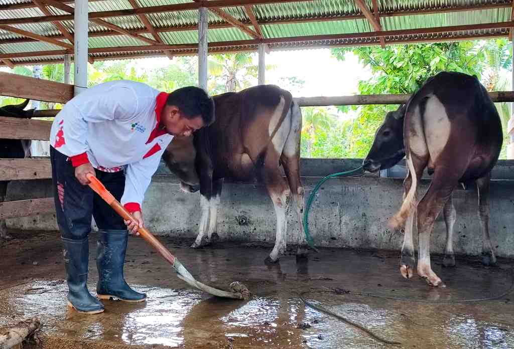 ANGKAT KOTORAN SAPI