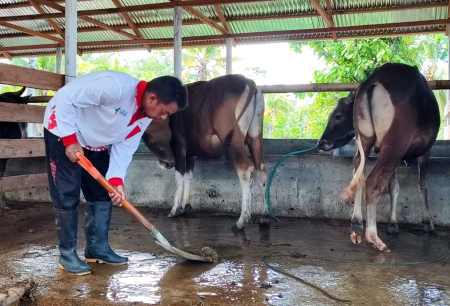 ANGKAT KOTORAN SAPI