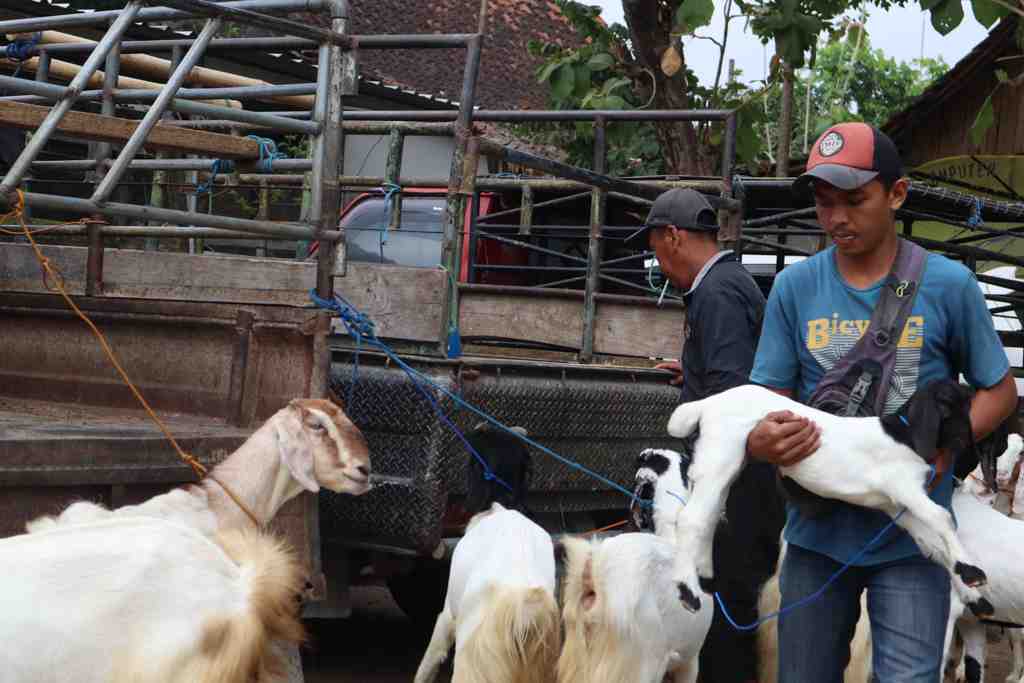 ANGKUT ANAK KAMBING