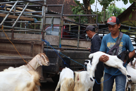 ANGKUT ANAK KAMBING