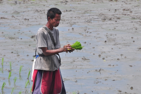 ATUR BIBIT PADI