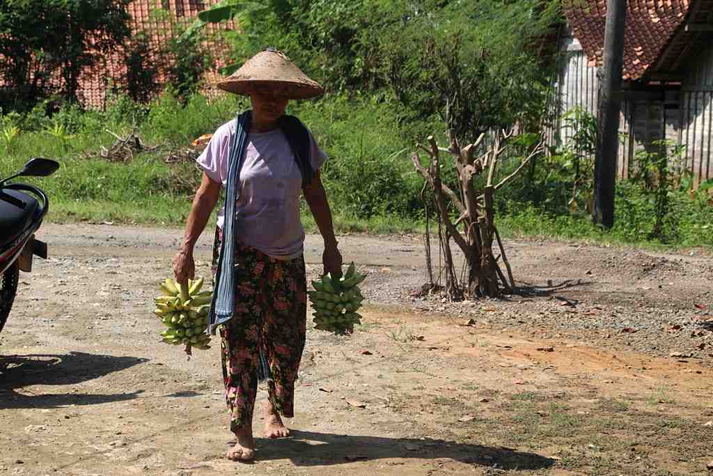 BAWA BUAH PISANG MAS