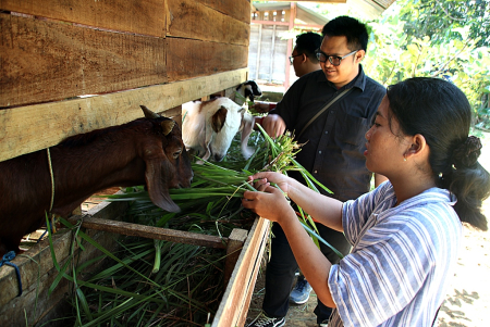 BERI PAKAN KAMBING