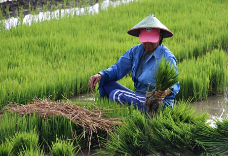 BIBIT PADI MUSIM TANAM PERTAMA