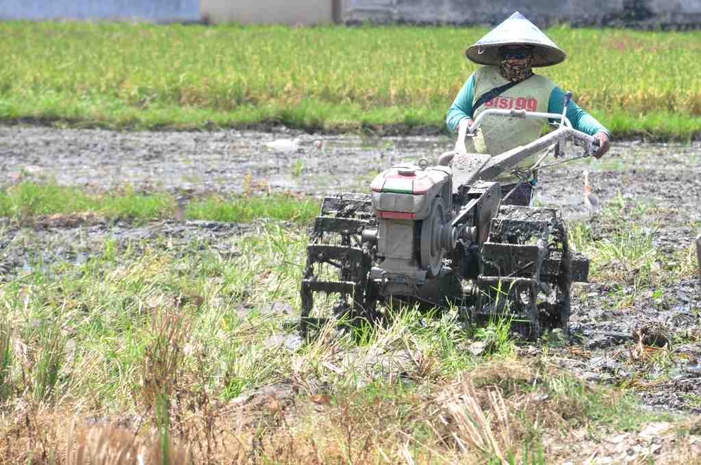 BAJAK SAWAH