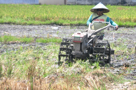 BAJAK SAWAH