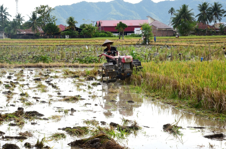 BAJAK SAWAH