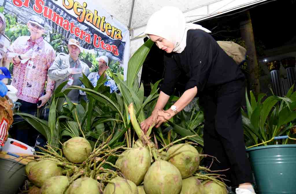 BELI KELAPA GENJAH PANDAN WANGI