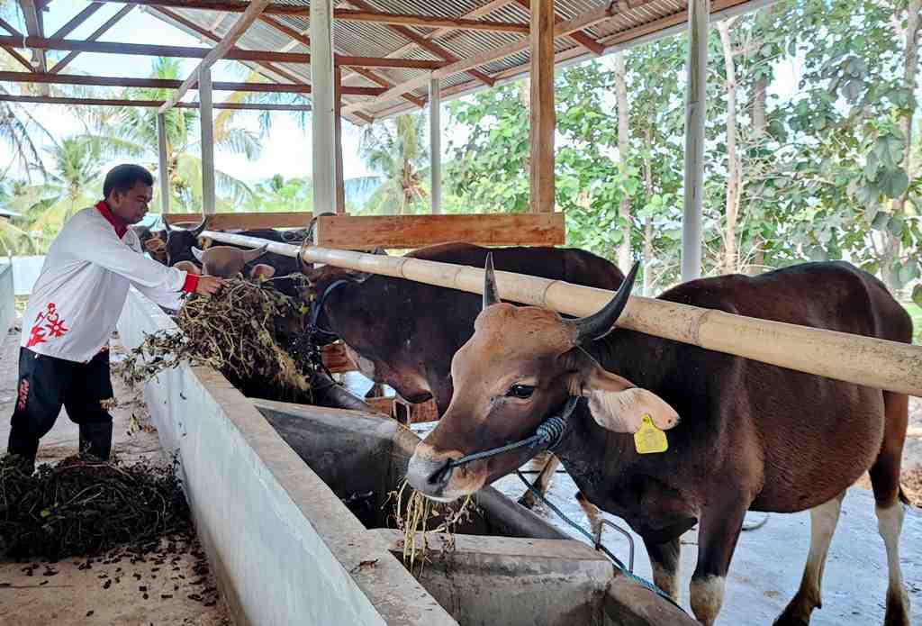 BERI MAKAN TERNAK