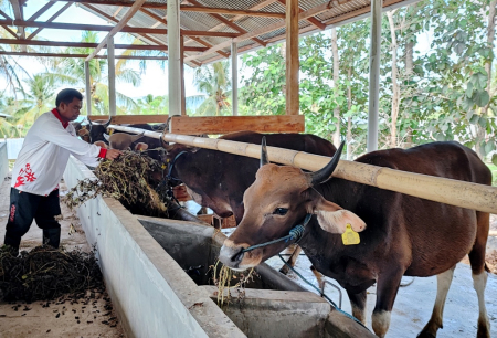 BERI MAKAN TERNAK
