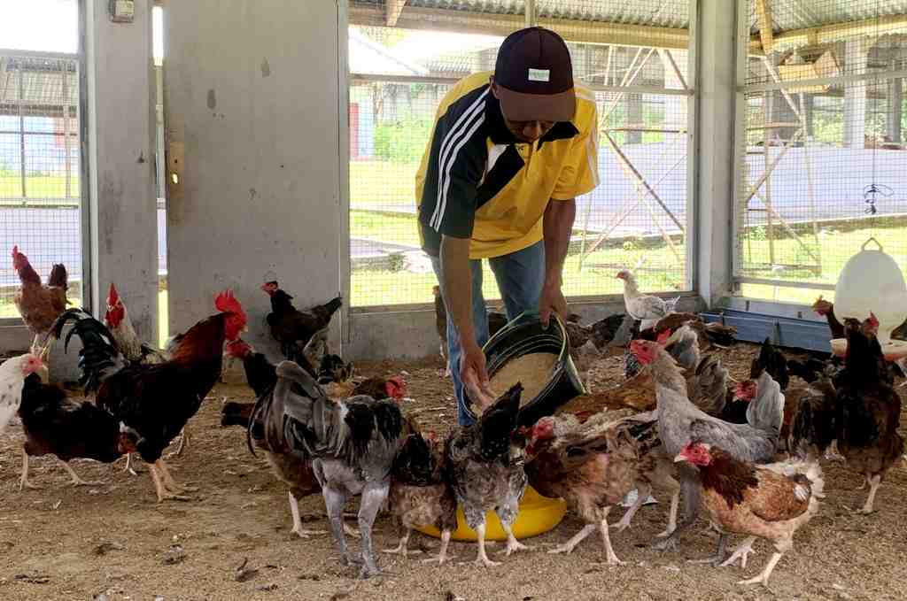 BERI PAKAN AYAM KAMPUNG