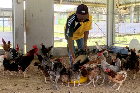 BERI PAKAN AYAM KAMPUNG