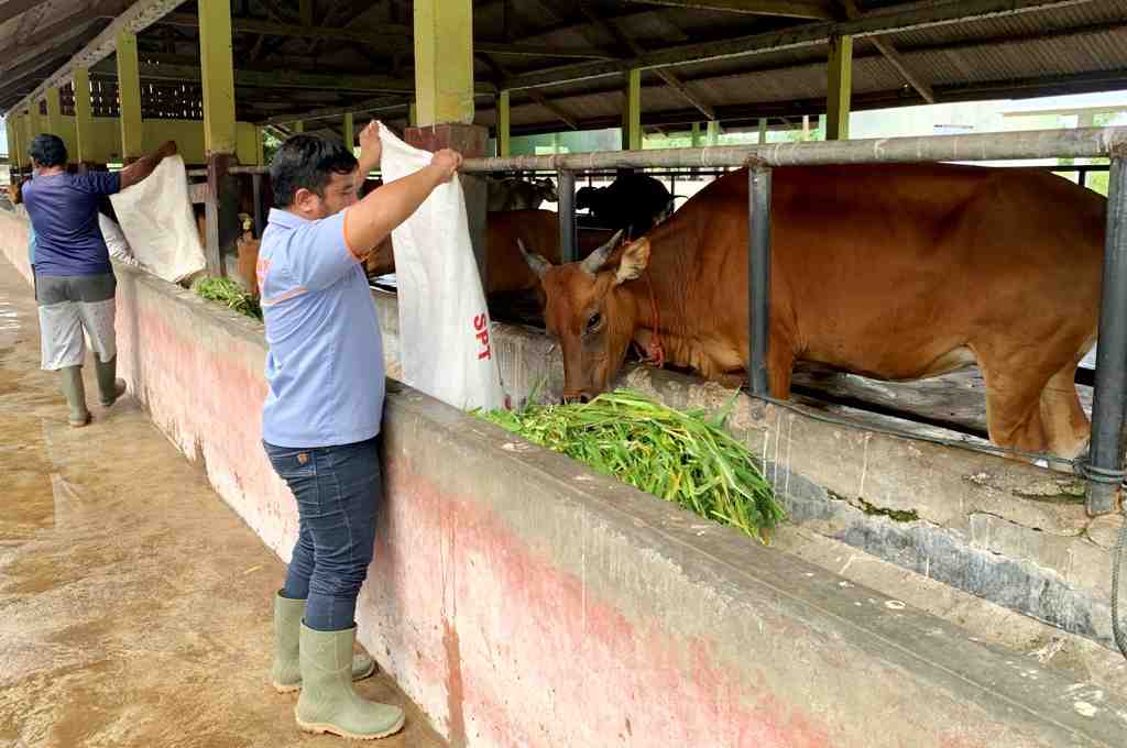 BERI PAKAN SAPI