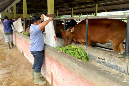 BERI PAKAN SAPI