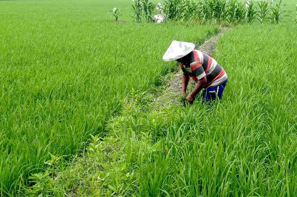 BERSIHKAN GULMA PADI