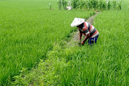 BERSIHKAN GULMA PADI