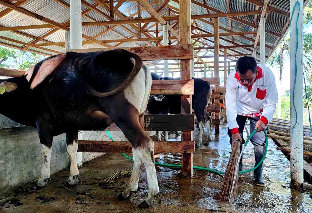 BERSIHKAN LANTAI KANDANG