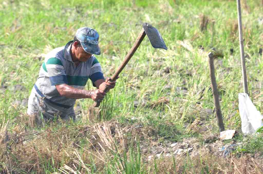 BERSIHKAN PEMATANG SAWAH