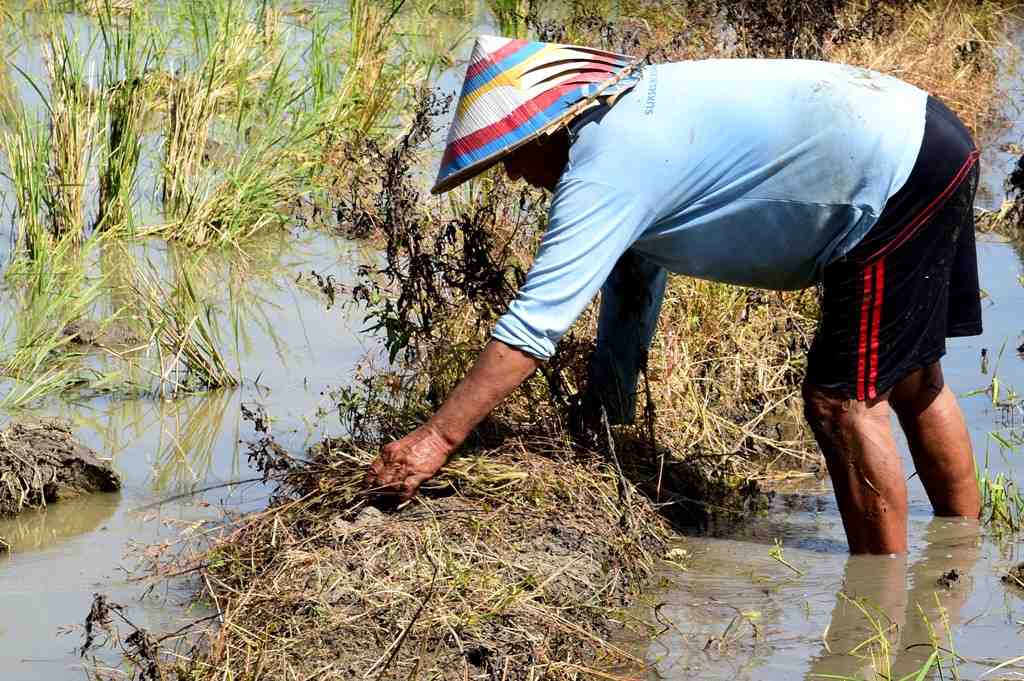 BERSIHKAN PEMATANG SAWAH
