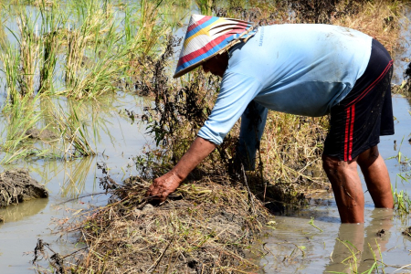 BERSIHKAN PEMATANG SAWAH