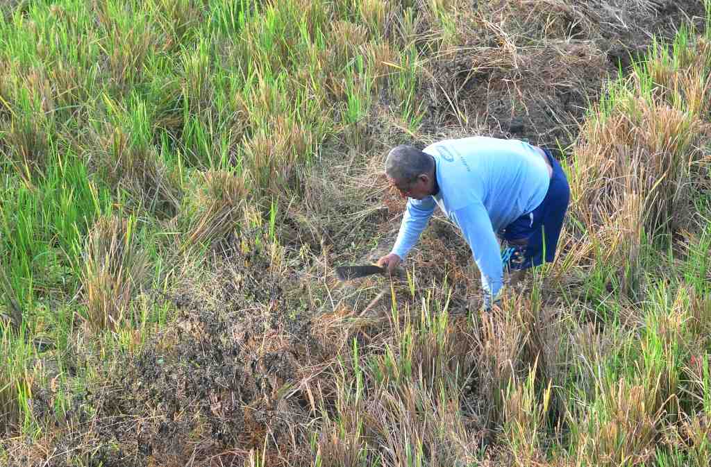 BERSIHKAN PEMATANG SAWAH