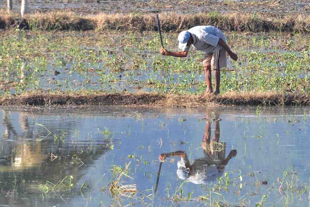BERSIHKAN PEMATANG SAWAH