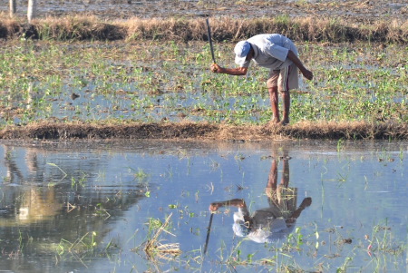 BERSIHKAN PEMATANG SAWAH