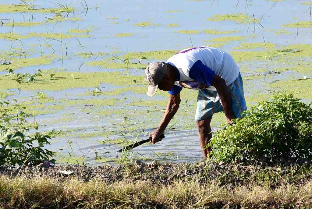 BERSIHKAN RUMPUT PEMATANG SAWAH