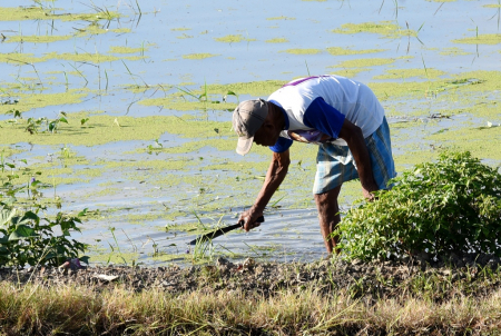 BERSIHKAN RUMPUT PEMATANG SAWAH