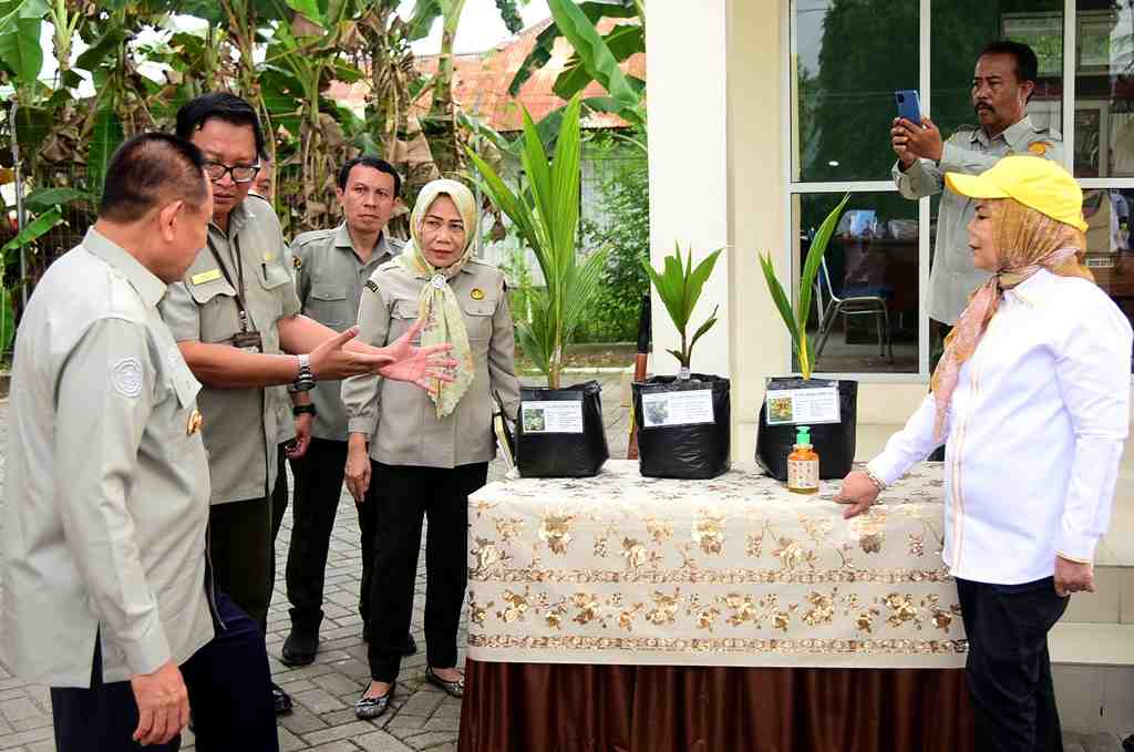 BIBIT KELAPA UNGGULAN
