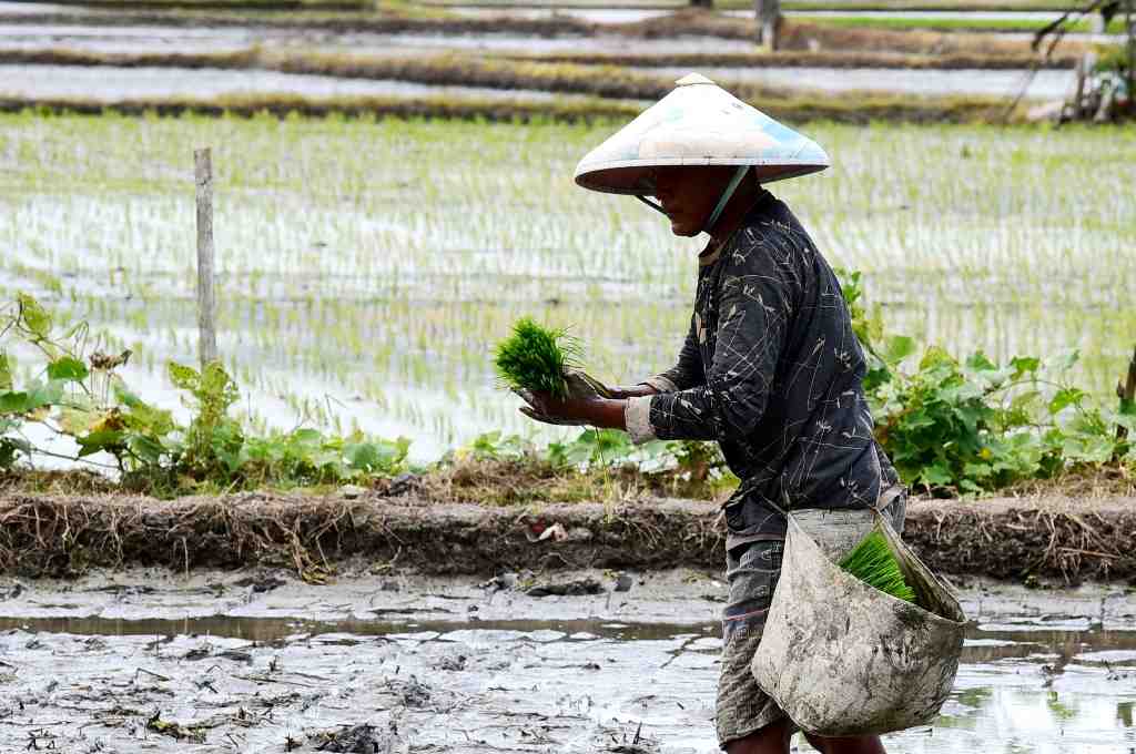 BIBIT PADI UNGGUL
