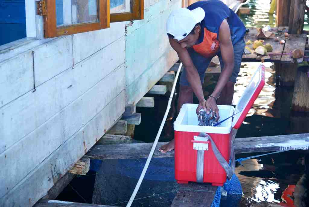 BUDI DAYA IKAN KERAPU