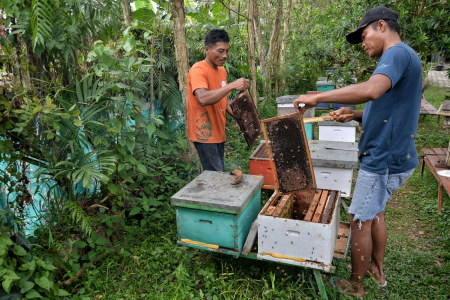 PETERNAK MADU APIS MELLIFERA 