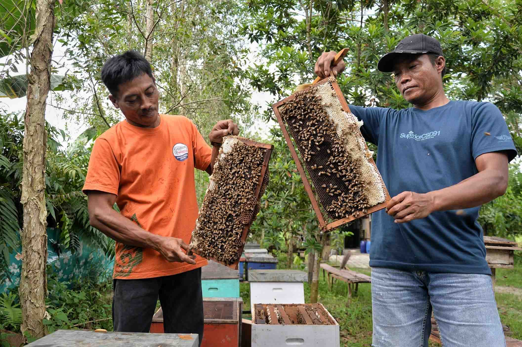 SISIR SARANG LEBAH MADU APIS MELLIFERA 