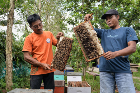 SISIR SARANG LEBAH MADU APIS MELLIFERA 