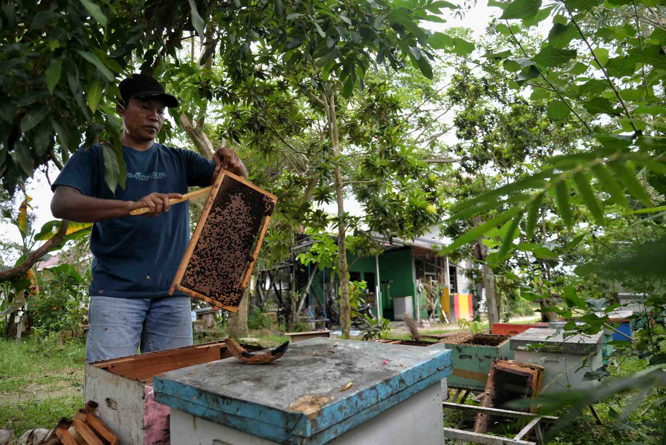 BERSIHKAN SISIR SARANG LEBAH