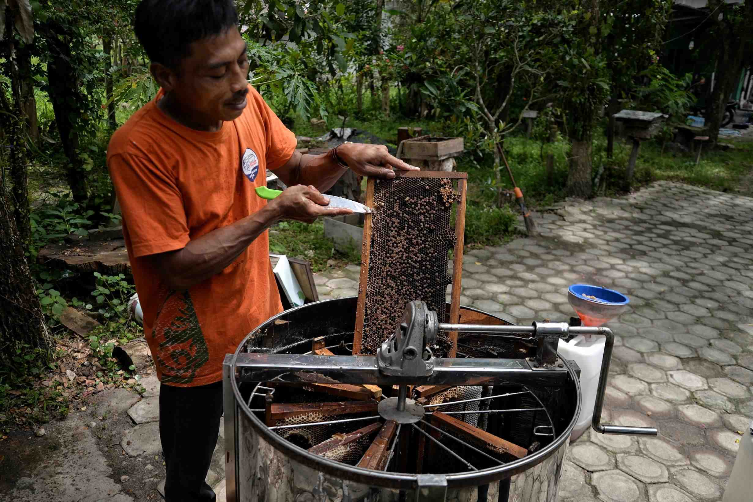 PETERNAK MADU APIS MELLIFERA 