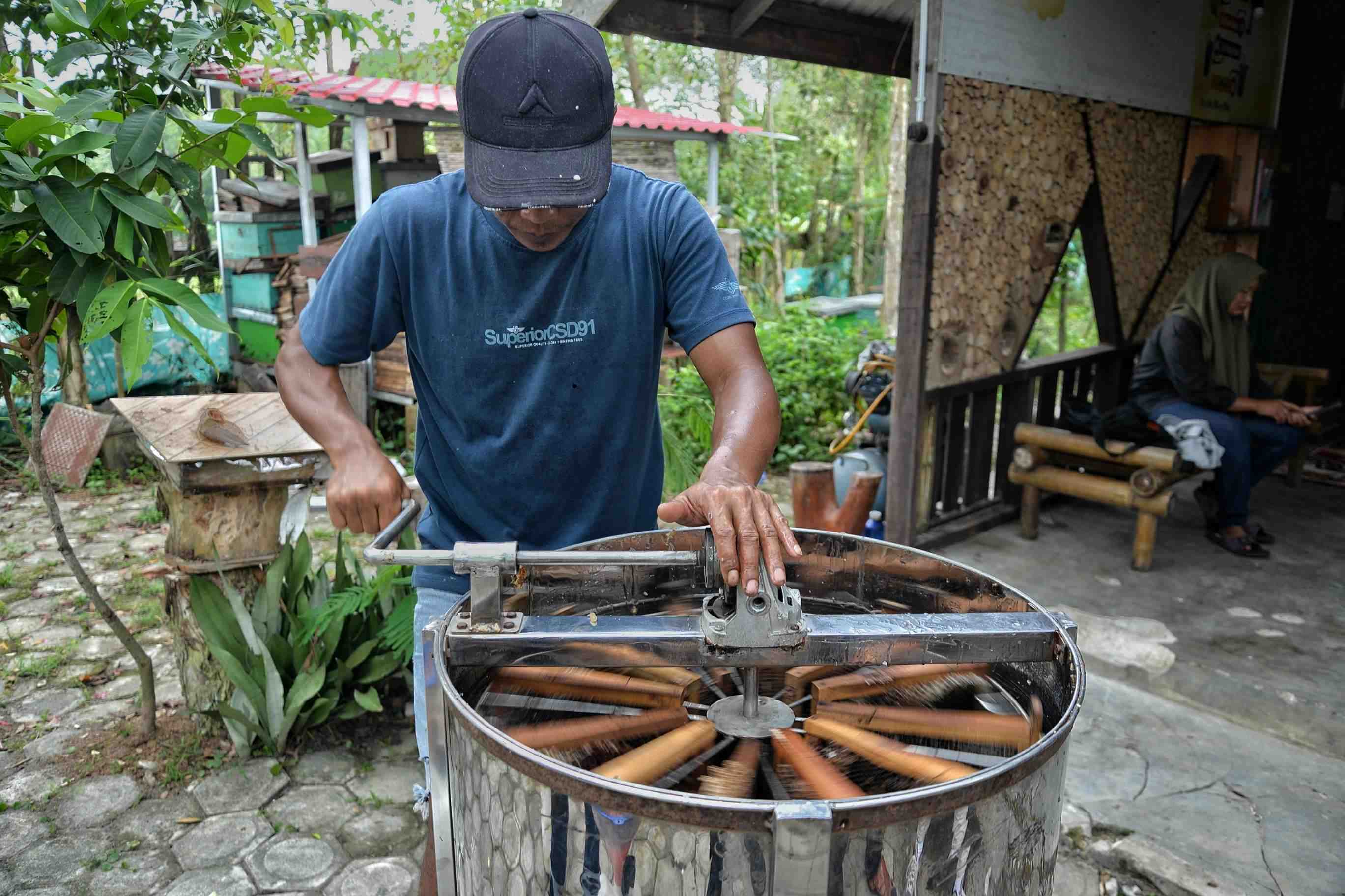 PERAS MADU APIS MELLIFEERA