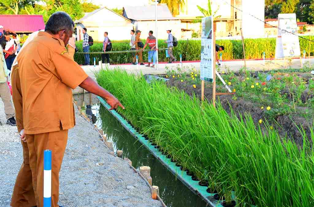 BUDIDAYA PADI APUNG