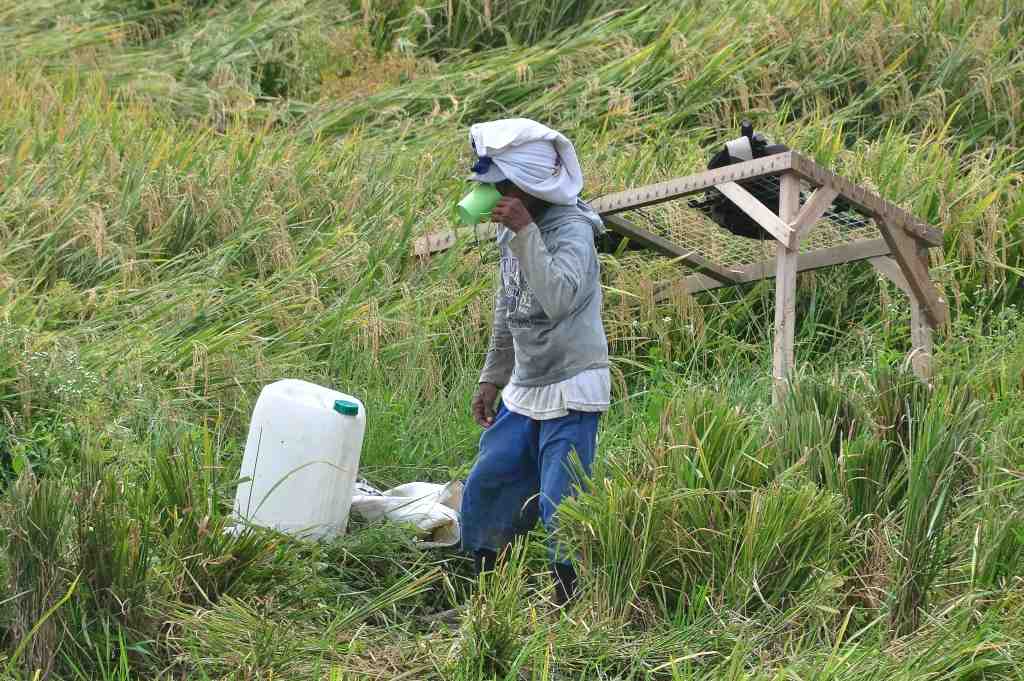 BURUH PANEN PADI